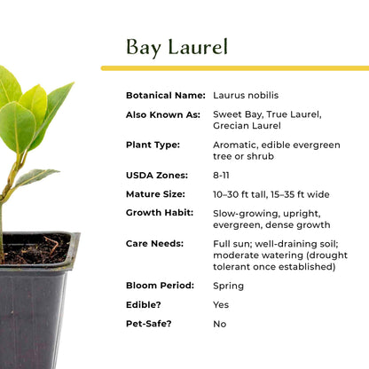 Bay Laurel (Laurus Nobilis) in 2.5 Inch Nursery Cubes