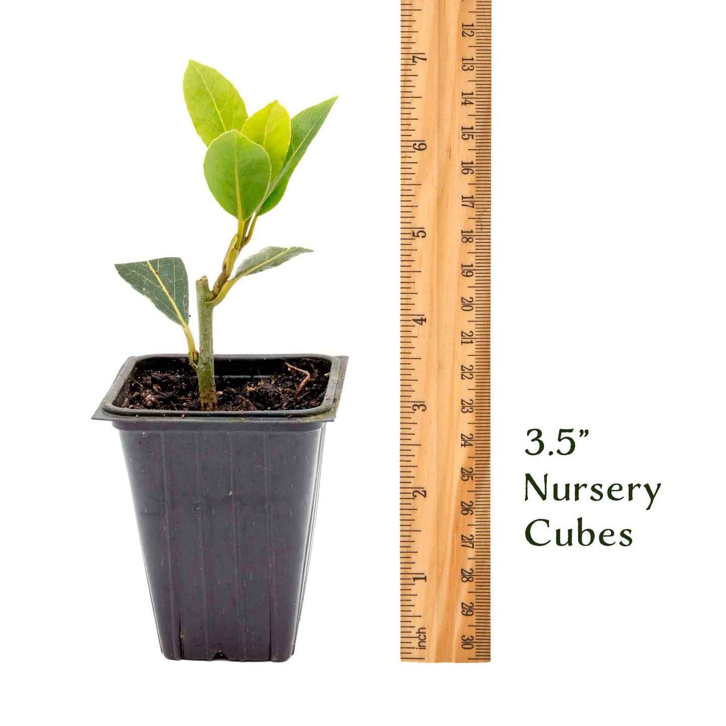 Bay Laurel (Laurus Nobilis) in 2.5 Inch Nursery Cubes