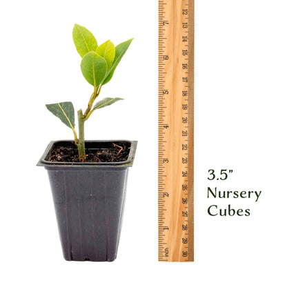 Bay Laurel (Laurus Nobilis) in 2.5 Inch Nursery Cubes