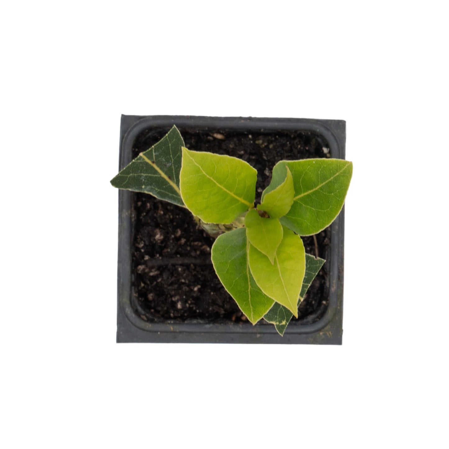 Bay Laurel | Live Herb in 2.5 Inch Nursery Cube | Laurus Nobilis