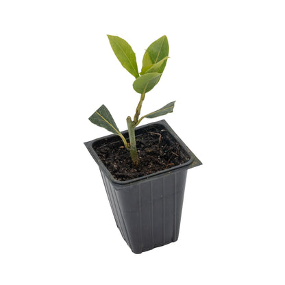 Bay Laurel | Live Herb in 2.5 Inch Nursery Cube | Laurus Nobilis