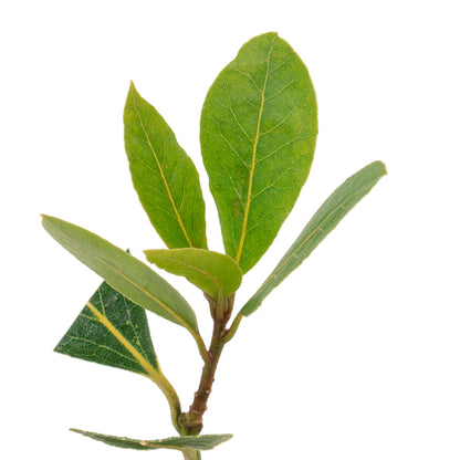 Bay Laurel | Live Herb in 2.5 Inch Nursery Cube | Laurus Nobilis