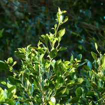 Bay Laurel | Live Herb in 2.5 Inch Nursery Cube | Laurus Nobilis