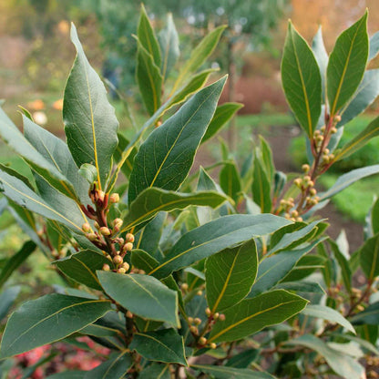 Bay Laurel (Laurus Nobilis) in 2.5 Inch Nursery Cubes