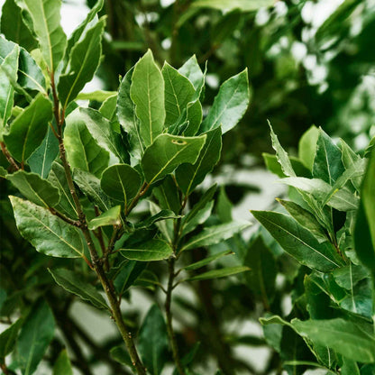 Bay Laurel (Laurus Nobilis) in 2.5 Inch Nursery Cubes