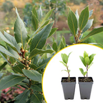 2 Bay Laurel Plants in 3.5