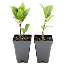 2 Bay Laurel Plants in 3.5