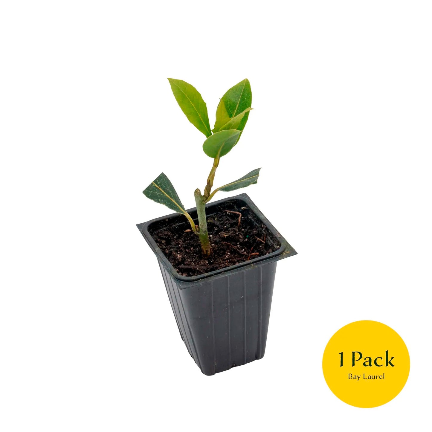 Bay Laurel | Live Herb in 2.5 Inch Nursery Cube | Laurus Nobilis