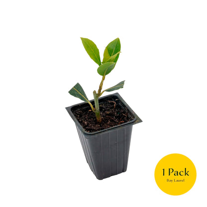 Bay Laurel | Live Herb in 2.5 Inch Nursery Cube | Laurus Nobilis