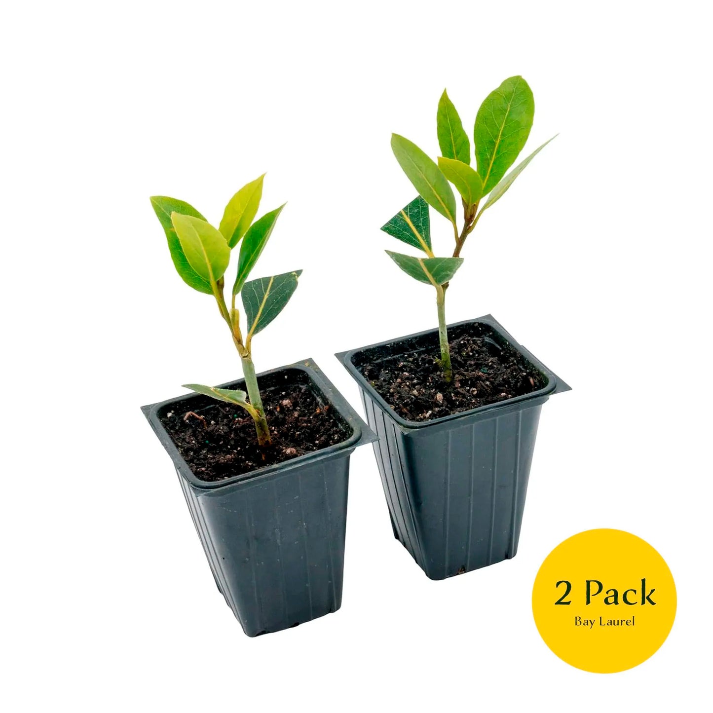 Bay Laurel | Live Herb in 2.5 Inch Nursery Cube | Laurus Nobilis