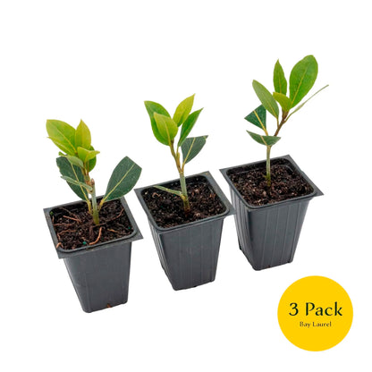 Bay Laurel | Live Herb in 2.5 Inch Nursery Cube | Laurus Nobilis