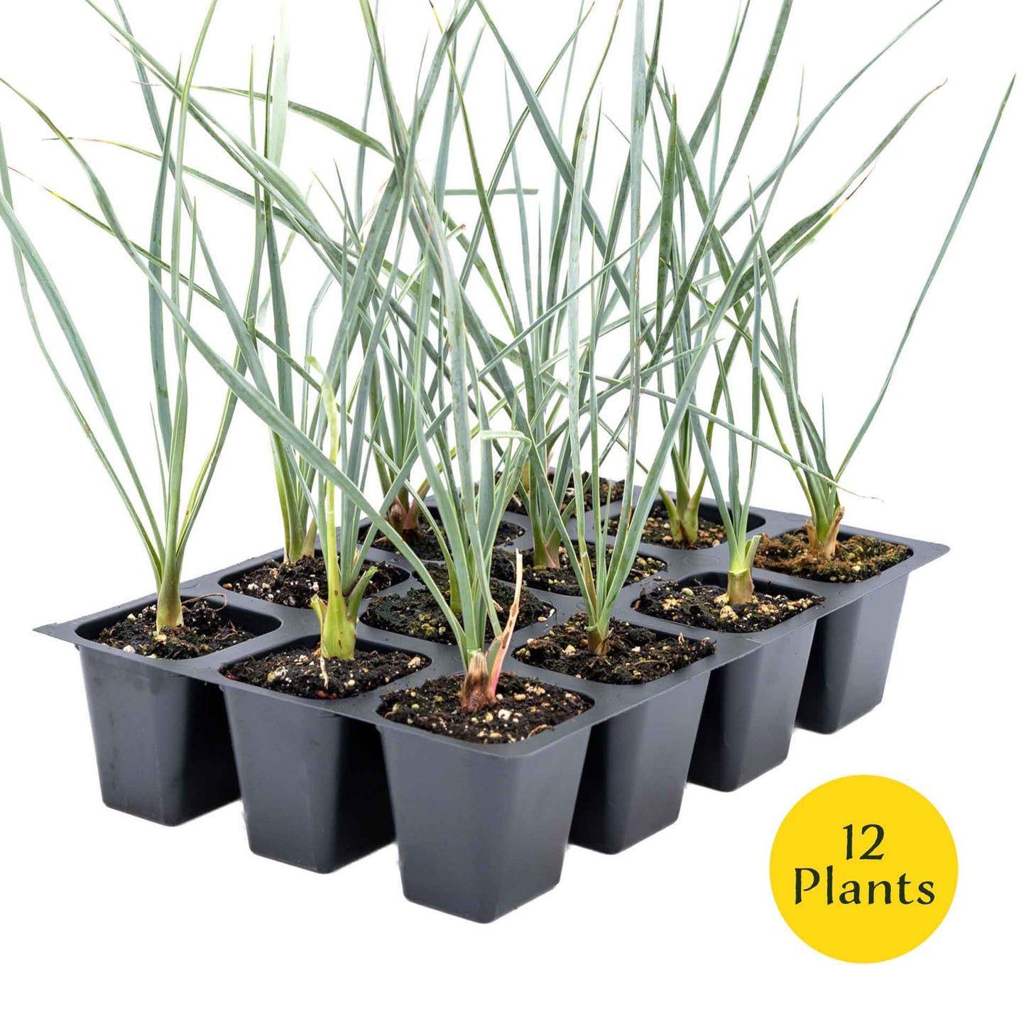 3 Beaked Yucca Succulents, Live Plants in 2.5" Cubes (Yucca rostrata) Large Tree-Like Evergreen Succulent with Narrow Blue-Green Foliage