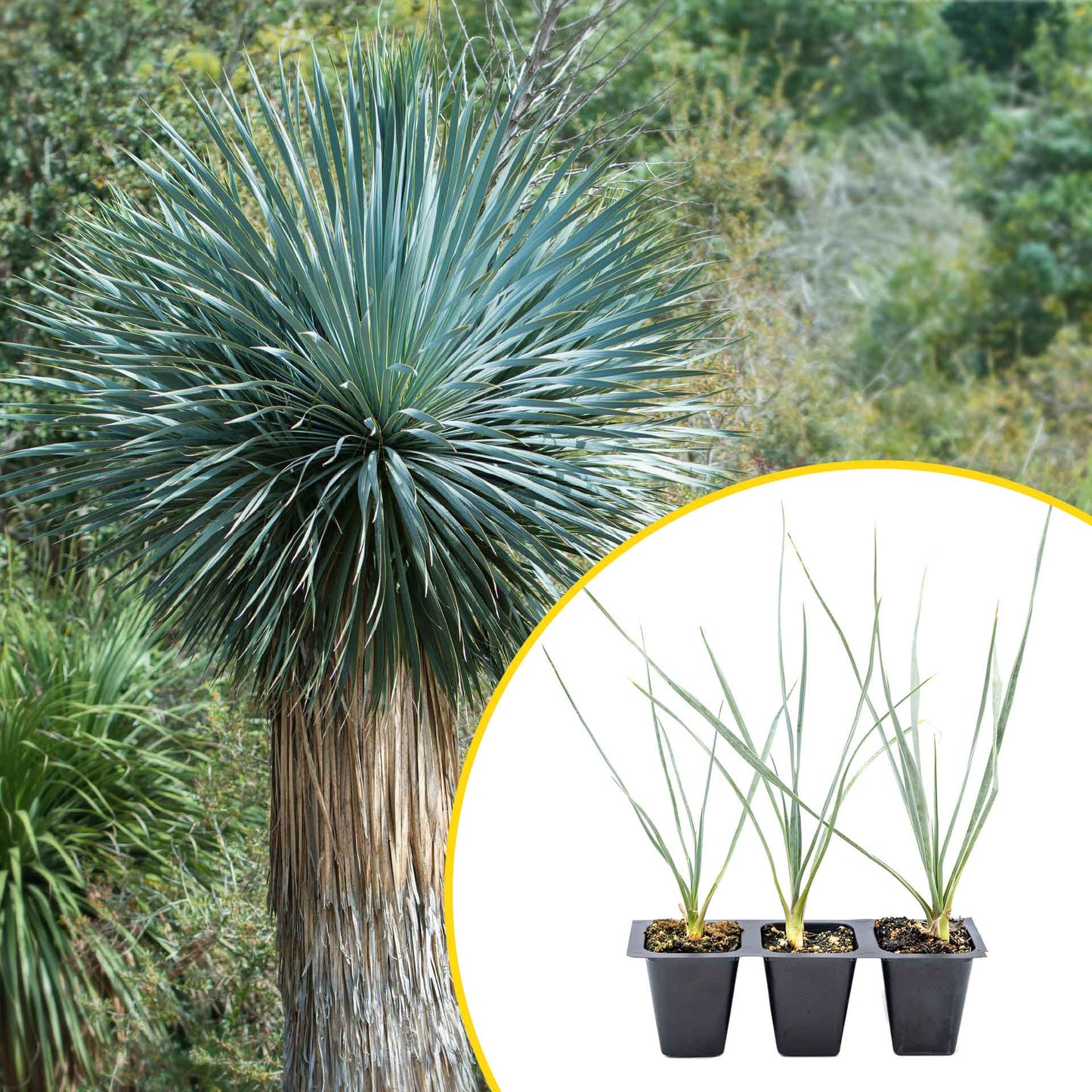 3 Beaked Yucca Succulents, Live Plants in 2.5" Cubes (Yucca rostrata) Large Tree-Like Evergreen Succulent with Narrow Blue-Green Foliage