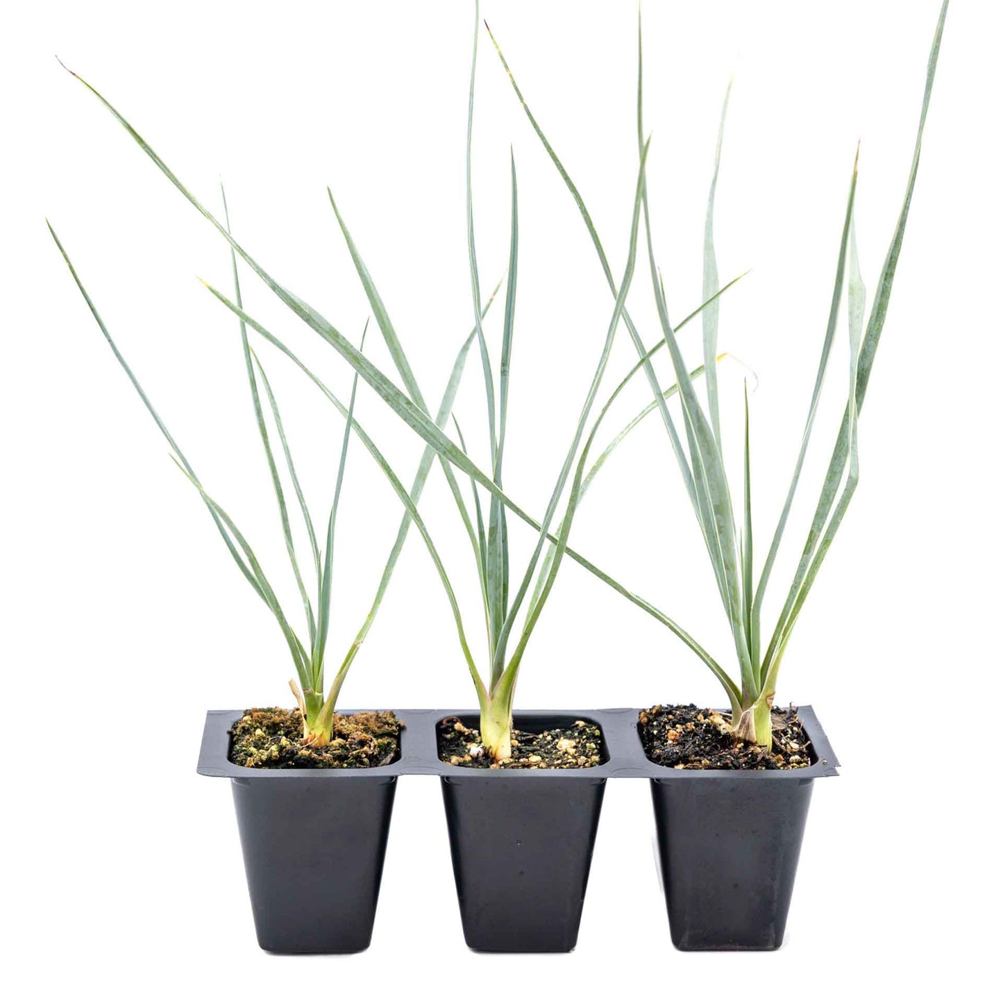 3 Beaked Yucca Succulents, Live Plants in 2.5" Cubes (Yucca rostrata) Large Tree-Like Evergreen Succulent with Narrow Blue-Green Foliage