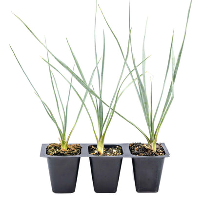 3 Beaked Yucca Succulents, Live Plants in 2.5" Cubes (Yucca rostrata) Large Tree-Like Evergreen Succulent with Narrow Blue-Green Foliage