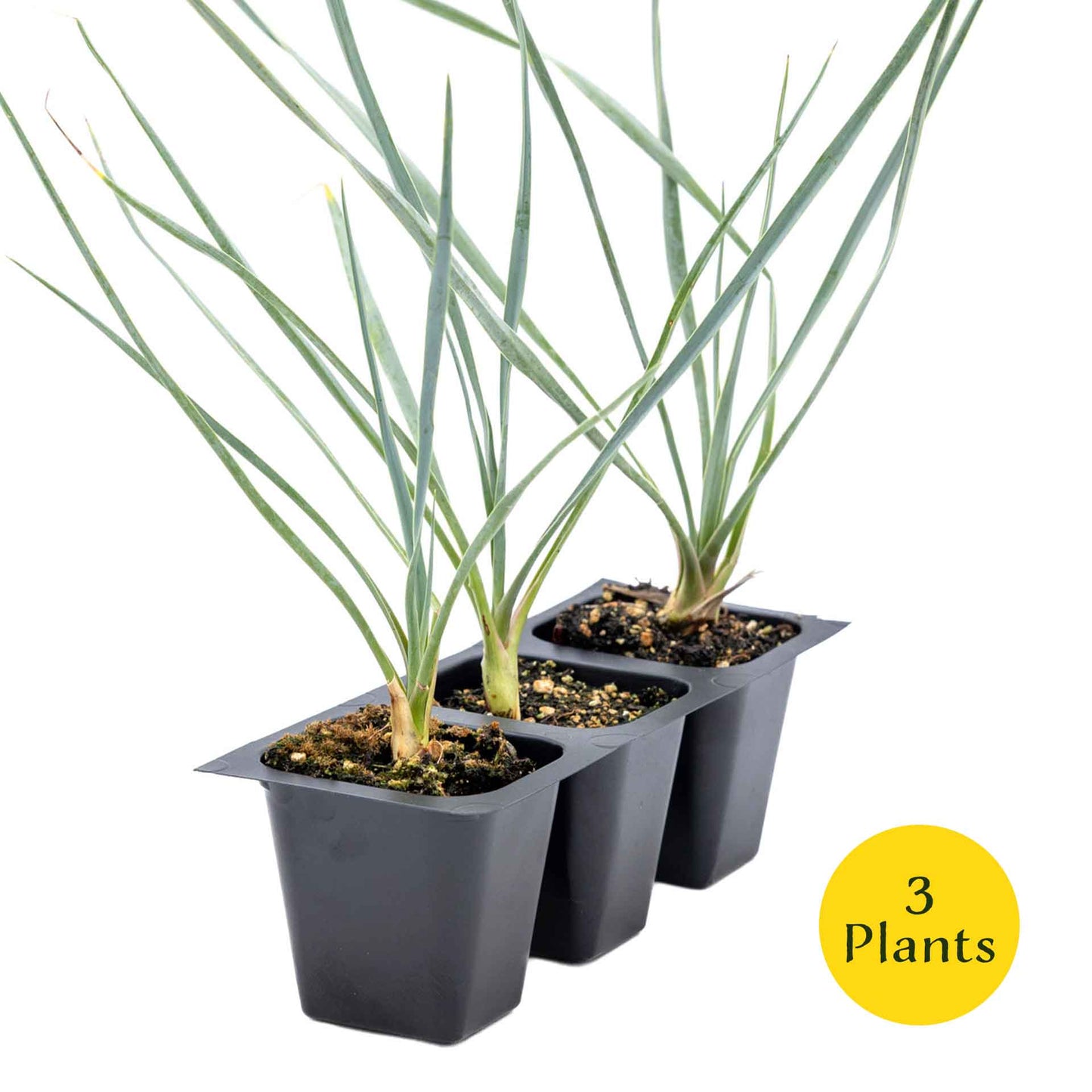3 Beaked Yucca Succulents, Live Plants in 2.5" Cubes (Yucca rostrata) Large Tree-Like Evergreen Succulent with Narrow Blue-Green Foliage