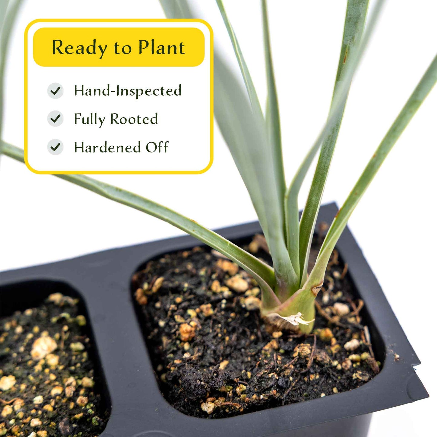 3 Beaked Yucca Succulents, Live Plants in 2.5" Cubes (Yucca rostrata) Large Tree-Like Evergreen Succulent with Narrow Blue-Green Foliage