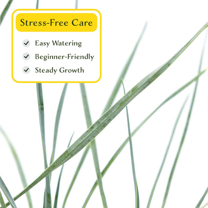 3 Beaked Yucca Succulents, Live Plants in 2.5" Cubes (Yucca rostrata) Large Tree-Like Evergreen Succulent with Narrow Blue-Green Foliage