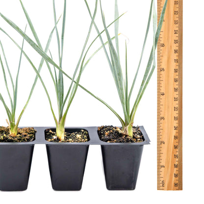 3 Beaked Yucca Succulents, Live Plants in 2.5" Cubes (Yucca rostrata) Large Tree-Like Evergreen Succulent with Narrow Blue-Green Foliage