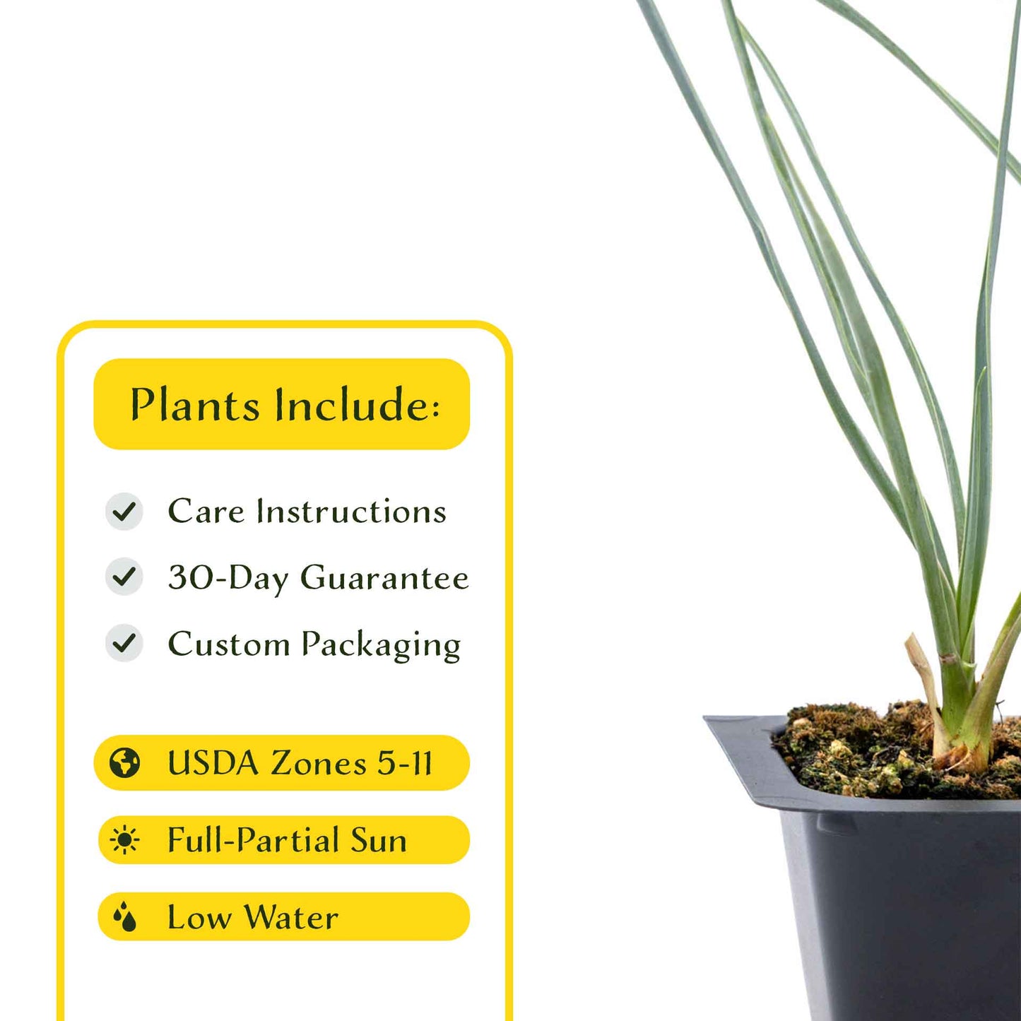 3 Beaked Yucca Succulents, Live Plants in 2.5" Cubes (Yucca rostrata) Large Tree-Like Evergreen Succulent with Narrow Blue-Green Foliage