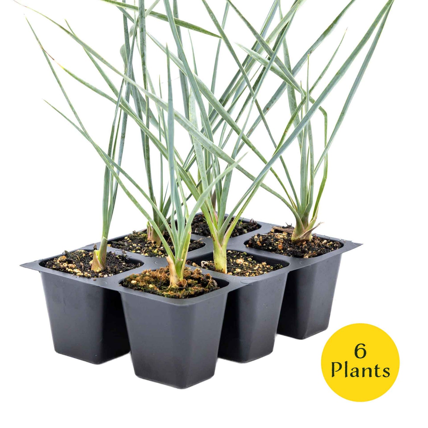 3 Beaked Yucca Succulents, Live Plants in 2.5" Cubes (Yucca rostrata) Large Tree-Like Evergreen Succulent with Narrow Blue-Green Foliage