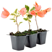 Bengal Orange Bougainvillea | Live Plant in 2.5 Inch Nursery Cube | Bougainvillea ‘Bengal Orange’