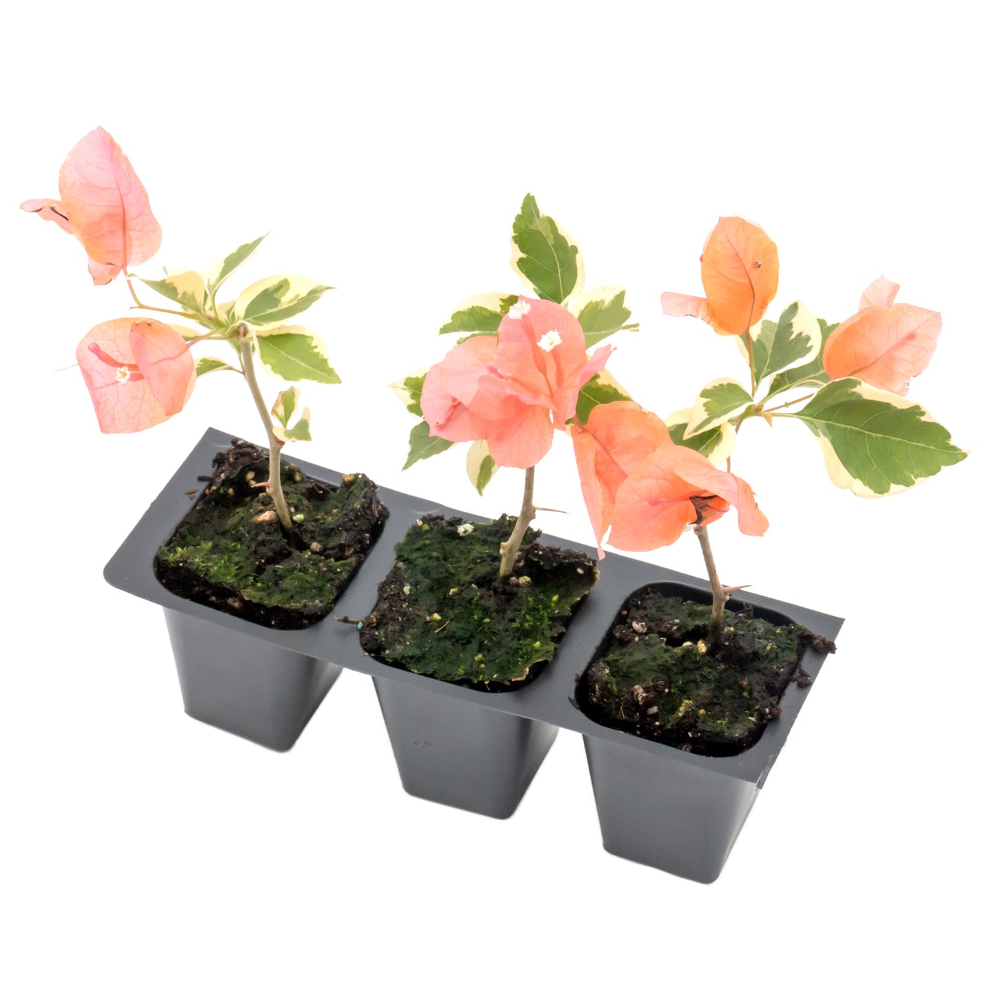 Bengal Orange Bougainvillea | Live Plant in 2.5 Inch Nursery Cube | Bougainvillea ‘Bengal Orange’