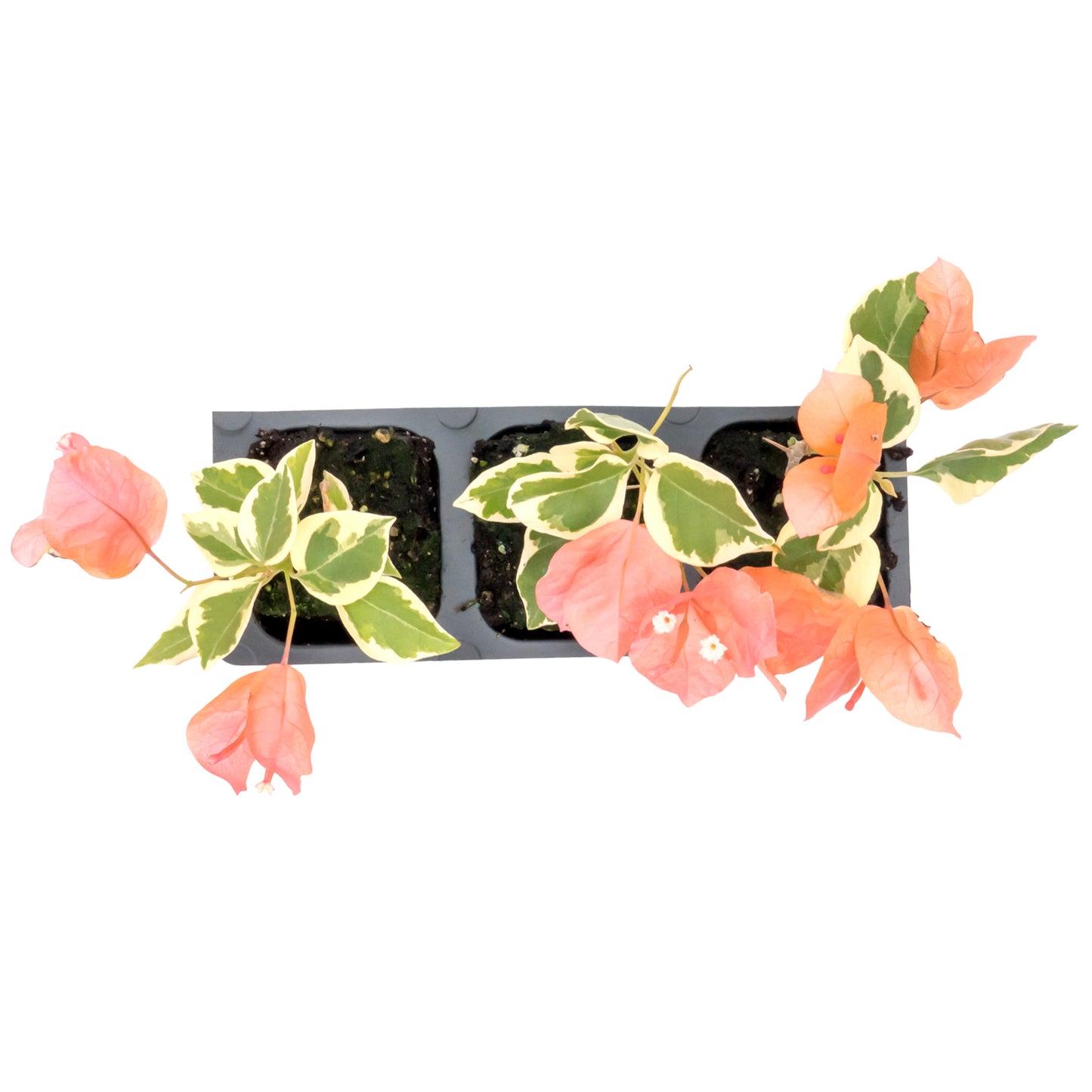 Bengal Orange Bougainvillea | Live Plant in 2.5 Inch Nursery Cube | Bougainvillea ‘Bengal Orange’