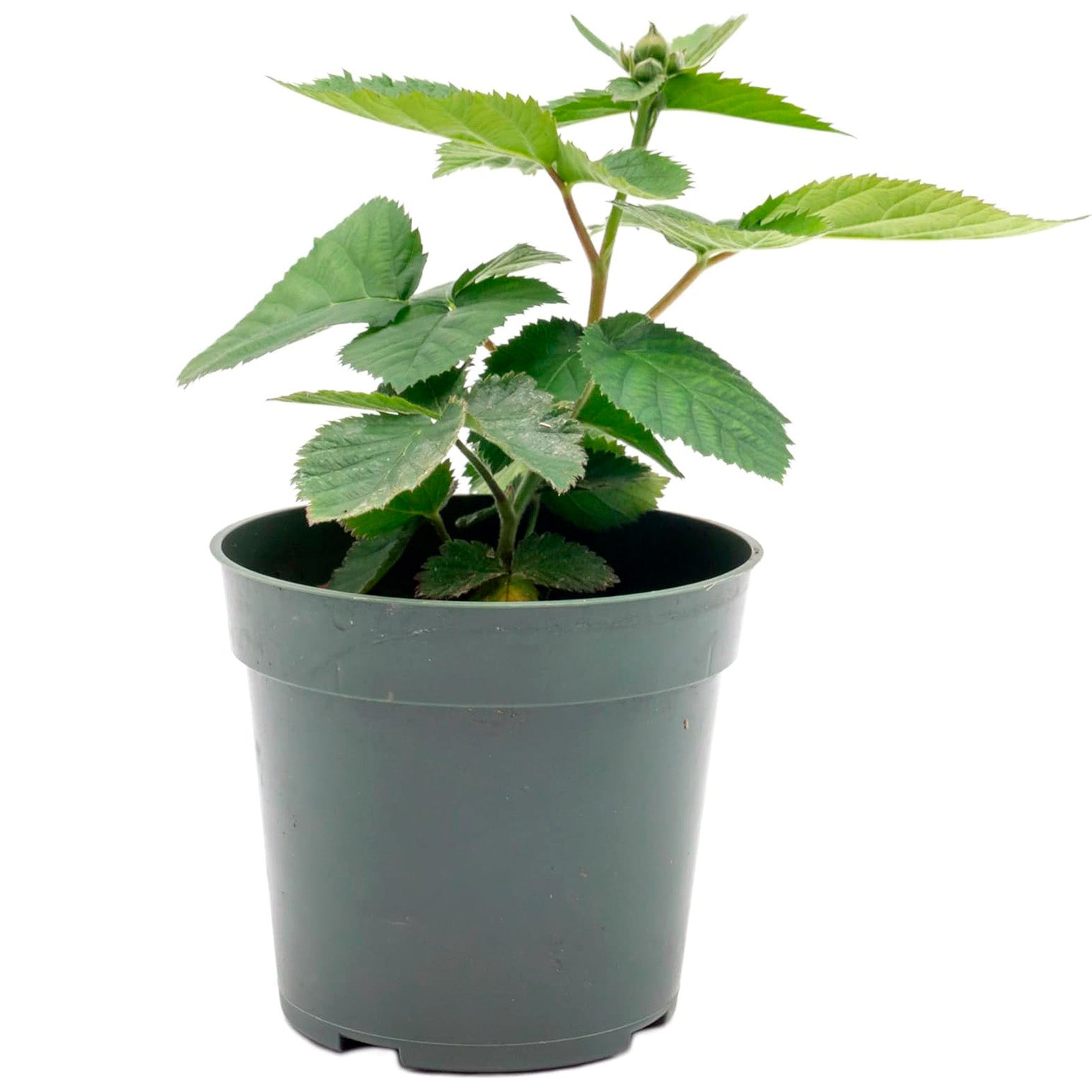 Triple Crown Thornless Blackberry | Live Plant in 4 Inch Nursery Pot | Rubus fruticosus 'Triple Crown'