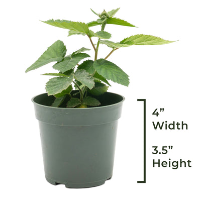 Triple Crown Thornless Blackberry | Live Plant in 4 Inch Nursery Pot | Rubus fruticosus 'Triple Crown'