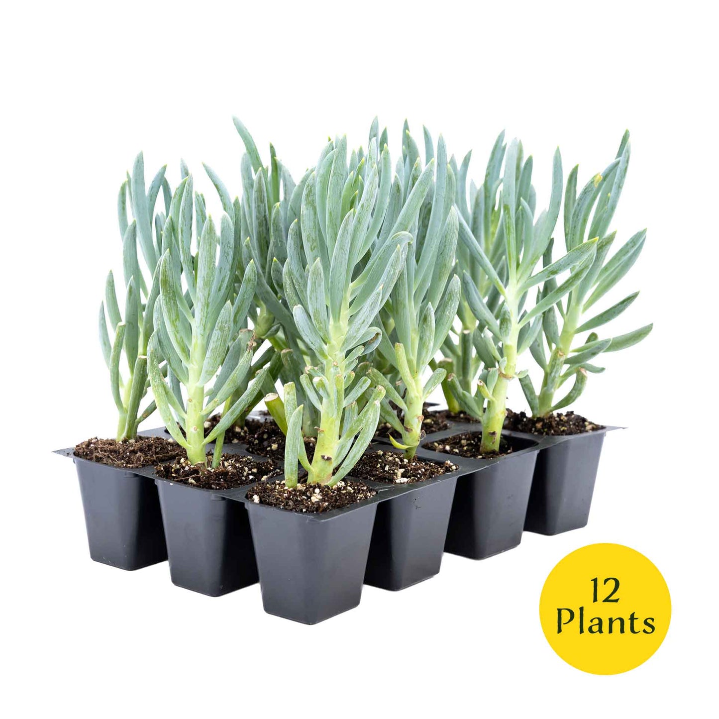 3 Blue Chalk Stick Succulents, Live Plants in 2.5" Cubes (Senecio Mandraliscae) Evergreen Groundcover with Silvery Blue Finger-like Foliage