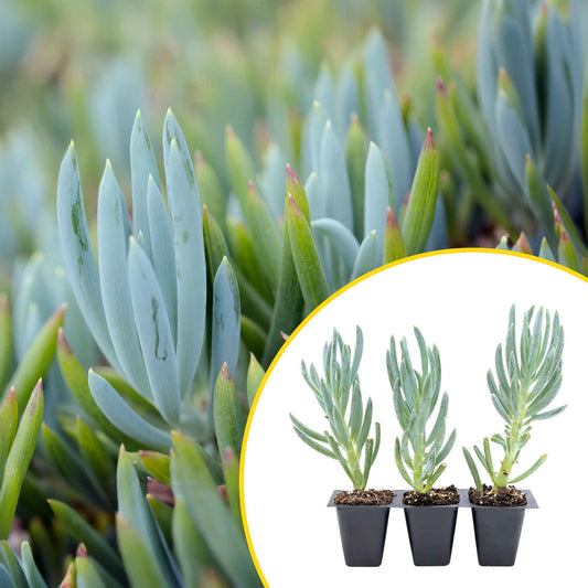3 Blue Chalk Stick Succulents, Live Plants in 2.5" Cubes (Senecio Mandraliscae) Evergreen Groundcover with Silvery Blue Finger-like Foliage