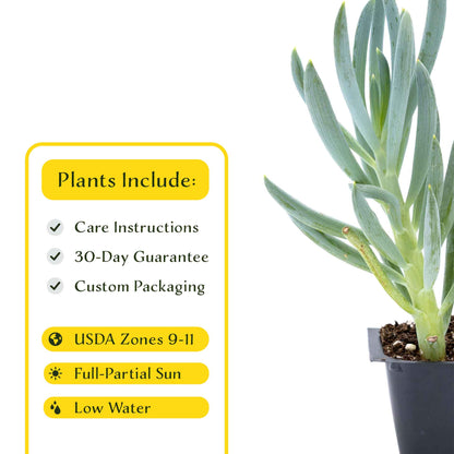 3 Blue Chalk Stick Succulents, Live Plants in 2.5" Cubes (Senecio Mandraliscae) Evergreen Groundcover with Silvery Blue Finger-like Foliage