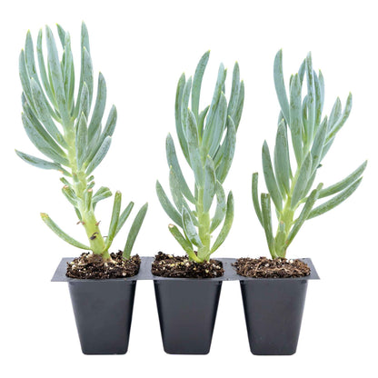 3 Blue Chalk Stick Succulents, Live Plants in 2.5" Cubes (Senecio Mandraliscae) Evergreen Groundcover with Silvery Blue Finger-like Foliage