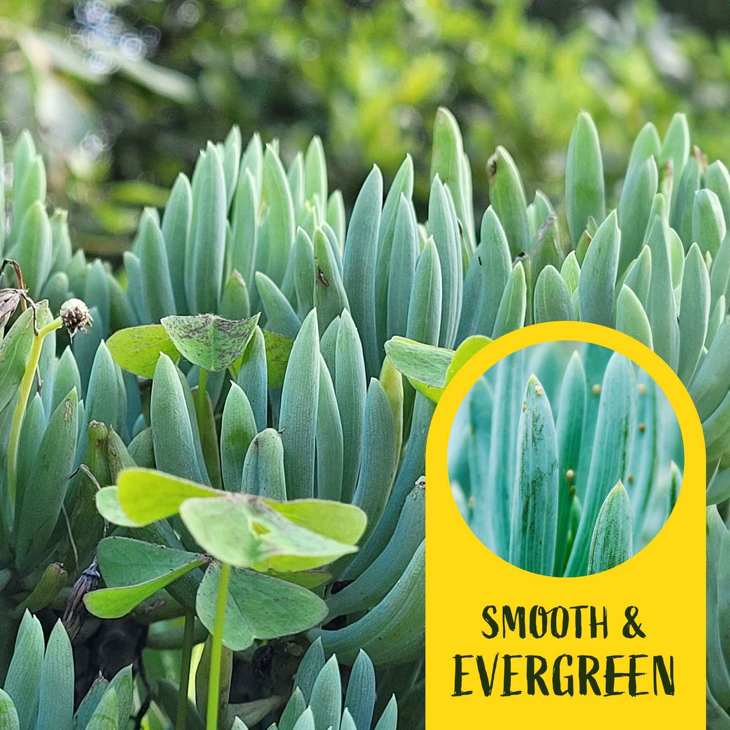 3 Blue Chalk Stick Succulents, Live Plants in 2.5" Cubes (Senecio Mandraliscae) Evergreen Groundcover with Silvery Blue Finger-like Foliage