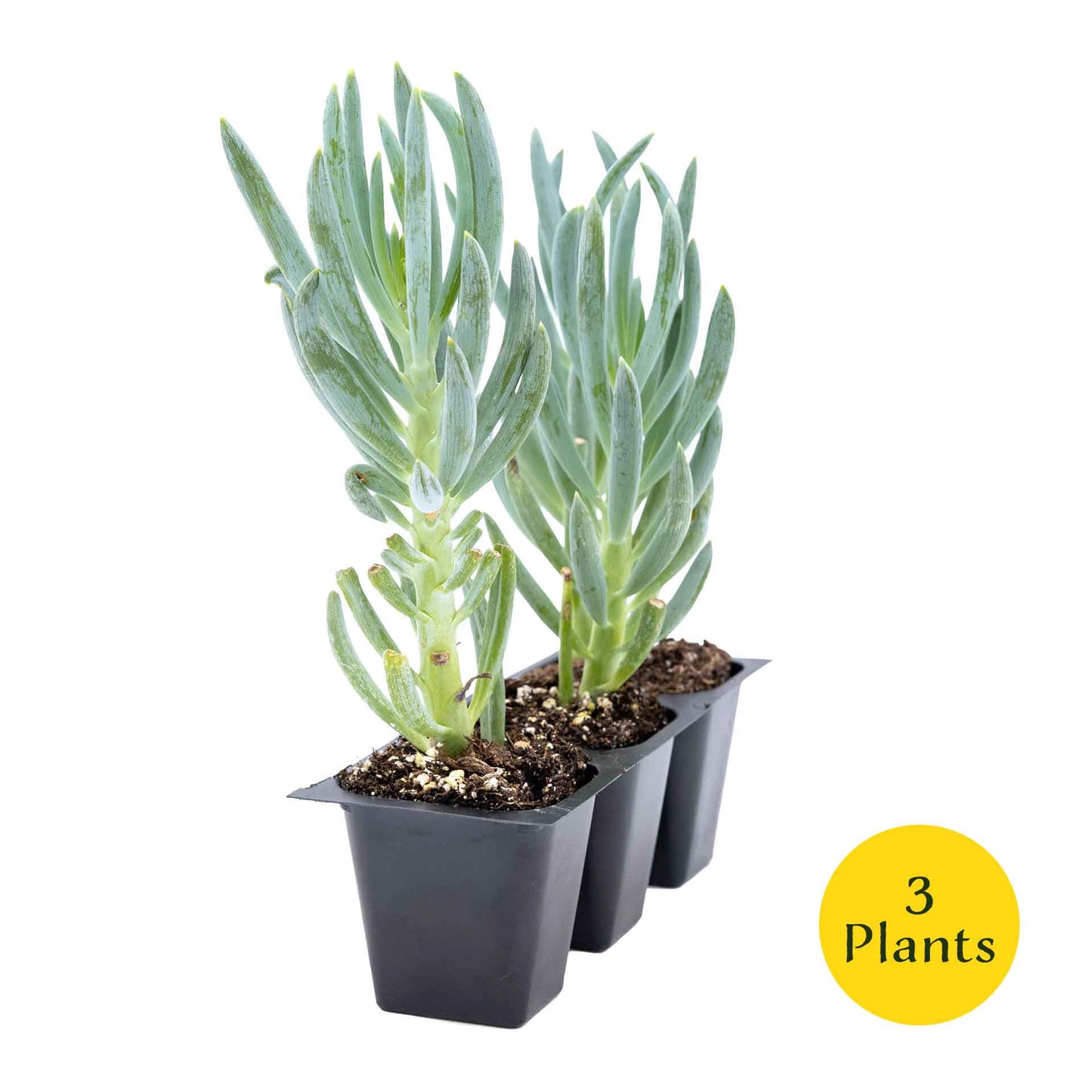 3 Blue Chalk Stick Succulents, Live Plants in 2.5" Cubes (Senecio Mandraliscae) Evergreen Groundcover with Silvery Blue Finger-like Foliage