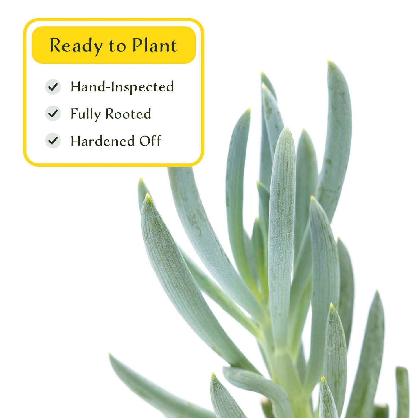 3 Blue Chalk Stick Succulents, Live Plants in 2.5" Cubes (Senecio Mandraliscae) Evergreen Groundcover with Silvery Blue Finger-like Foliage