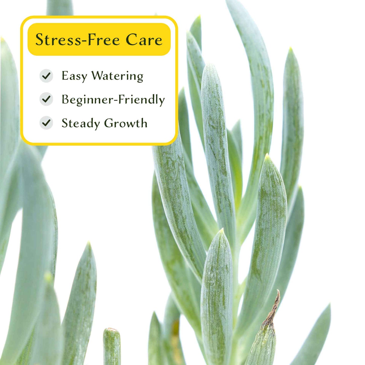 3 Blue Chalk Stick Succulents, Live Plants in 2.5" Cubes (Senecio Mandraliscae) Evergreen Groundcover with Silvery Blue Finger-like Foliage
