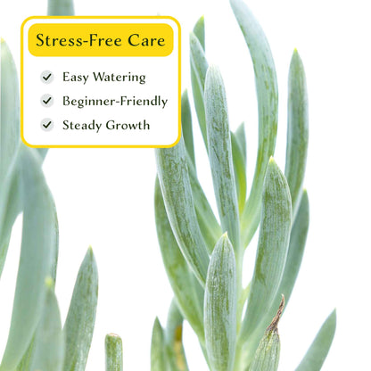 3 Blue Chalk Stick Succulents, Live Plants in 2.5" Cubes (Senecio Mandraliscae) Evergreen Groundcover with Silvery Blue Finger-like Foliage