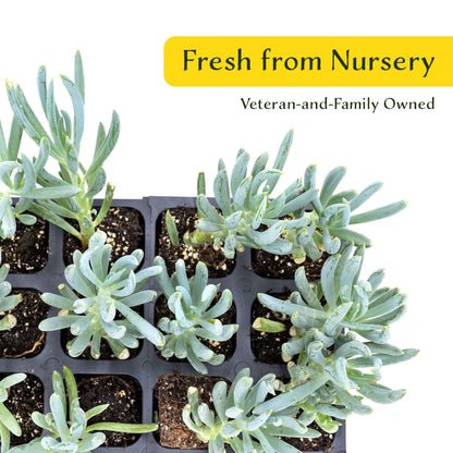 3 Blue Chalk Stick Succulents, Live Plants in 2.5" Cubes (Senecio Mandraliscae) Evergreen Groundcover with Silvery Blue Finger-like Foliage