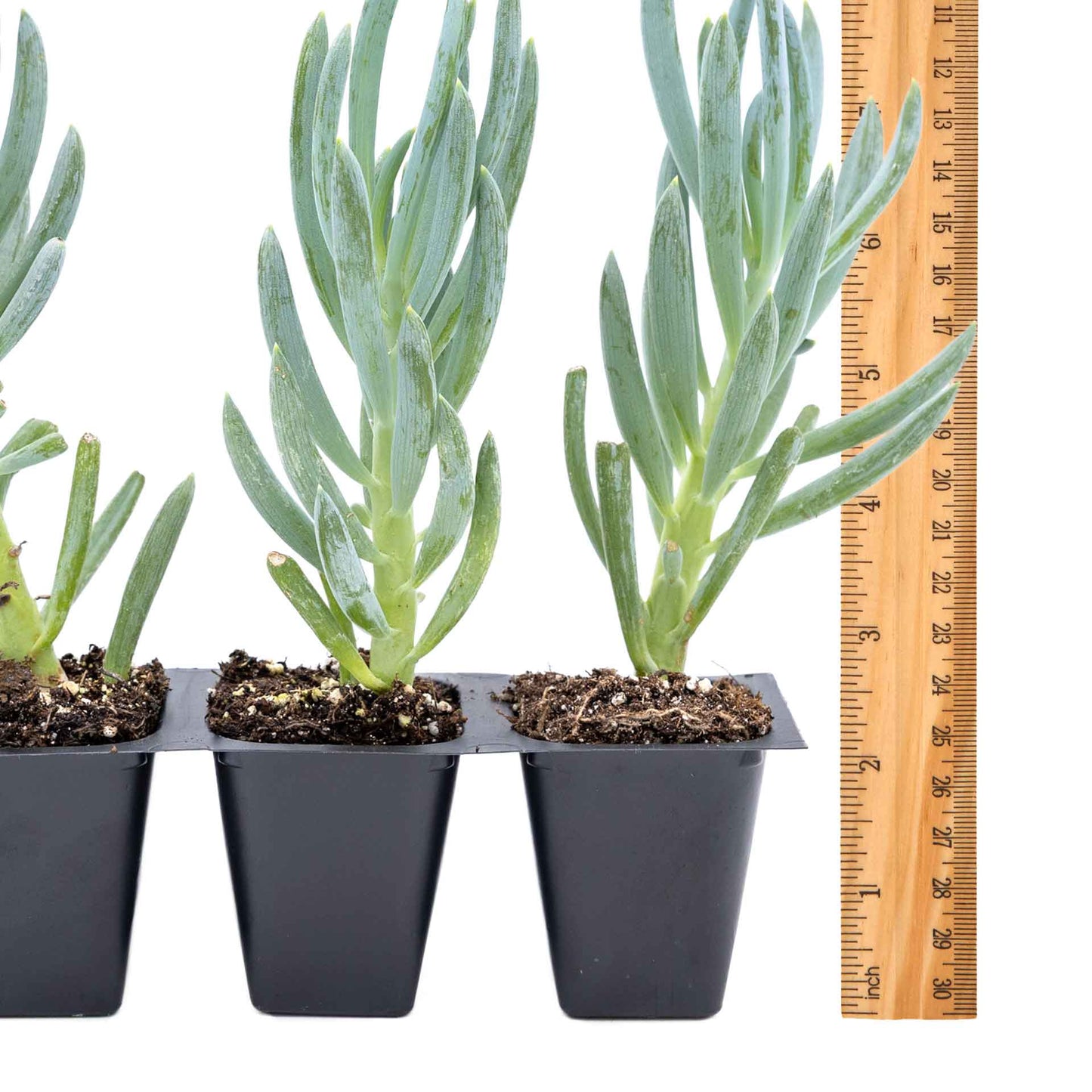 3 Blue Chalk Stick Succulents, Live Plants in 2.5" Cubes (Senecio Mandraliscae) Evergreen Groundcover with Silvery Blue Finger-like Foliage