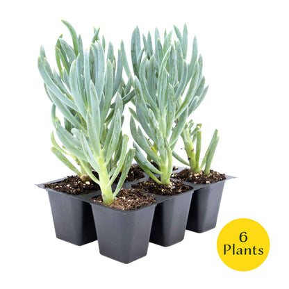3 Blue Chalk Stick Succulents, Live Plants in 2.5" Cubes (Senecio Mandraliscae) Evergreen Groundcover with Silvery Blue Finger-like Foliage
