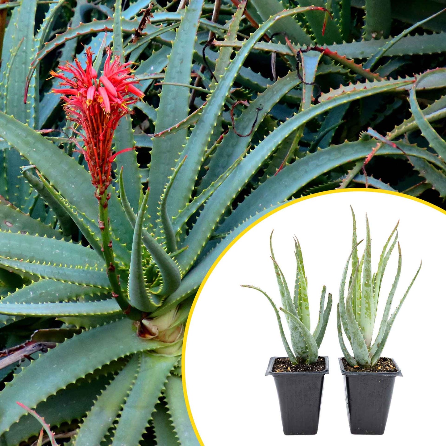 2 Aloe Blue Elf Succulents, Live Plants in 3.5" Cubes (Aloe 'Blue Elf') Compact Flowering Evergreen Succulent with Bright Orange Blooms