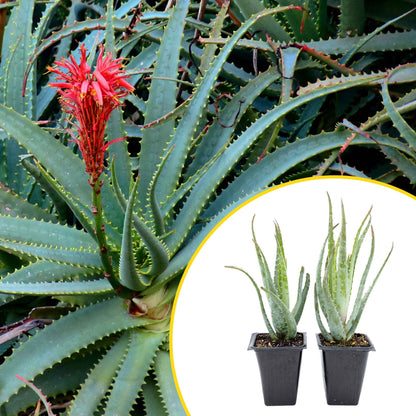 2 Aloe Blue Elf Succulents, Live Plants in 3.5" Cubes (Aloe 'Blue Elf') Compact Flowering Evergreen Succulent with Bright Orange Blooms