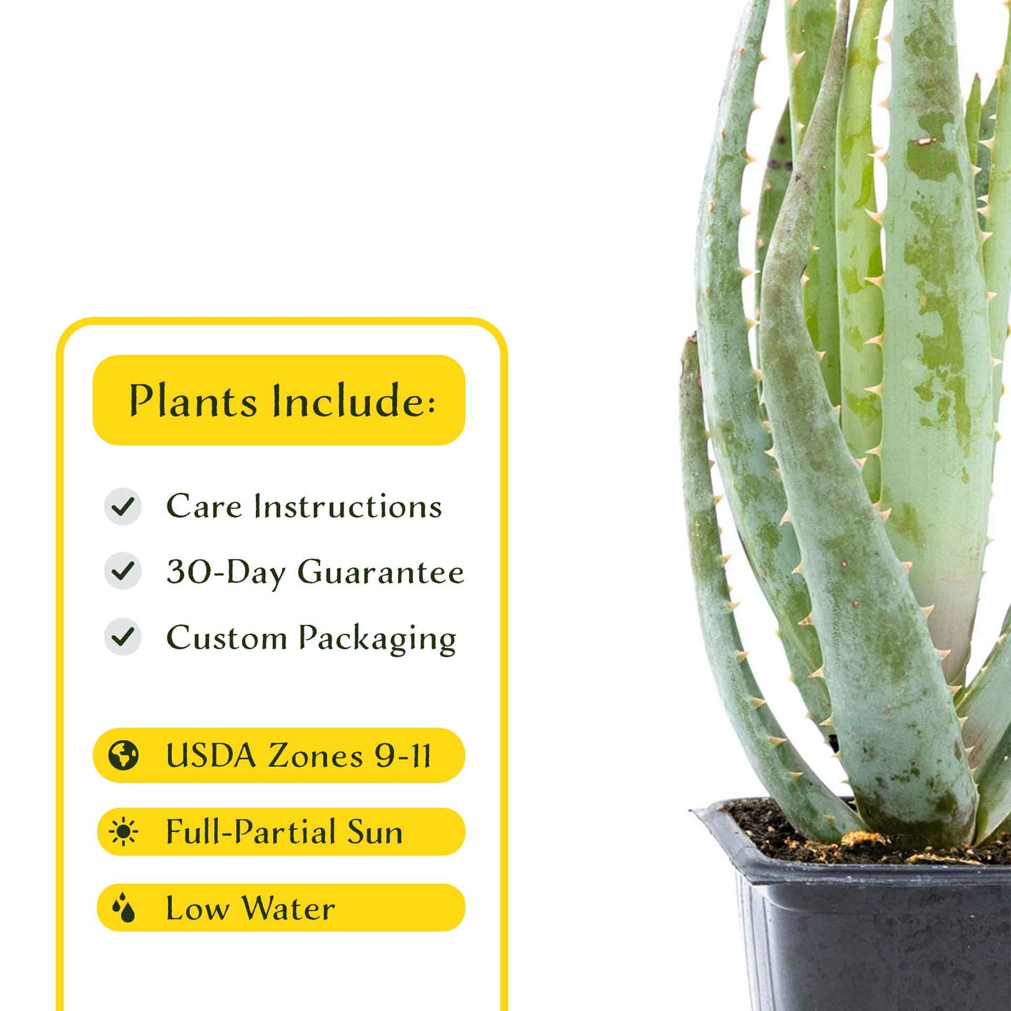 2 Aloe Blue Elf Succulents, Live Plants in 3.5" Cubes (Aloe 'Blue Elf') Compact Flowering Evergreen Succulent with Bright Orange Blooms
