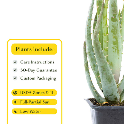 2 Aloe Blue Elf Succulents, Live Plants in 3.5" Cubes (Aloe 'Blue Elf') Compact Flowering Evergreen Succulent with Bright Orange Blooms