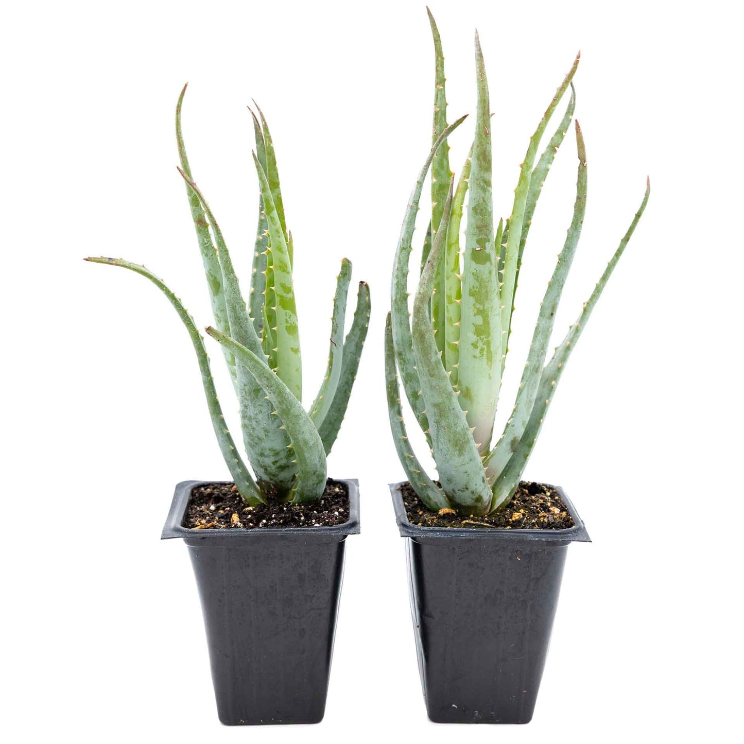 2 Aloe Blue Elf Succulents, Live Plants in 3.5" Cubes (Aloe 'Blue Elf') Compact Flowering Evergreen Succulent with Bright Orange Blooms