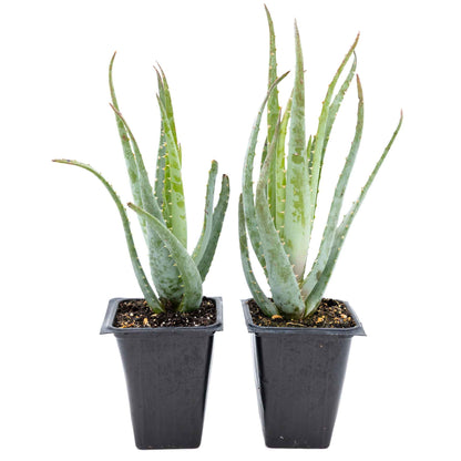 2 Aloe Blue Elf Succulents, Live Plants in 3.5" Cubes (Aloe 'Blue Elf') Compact Flowering Evergreen Succulent with Bright Orange Blooms