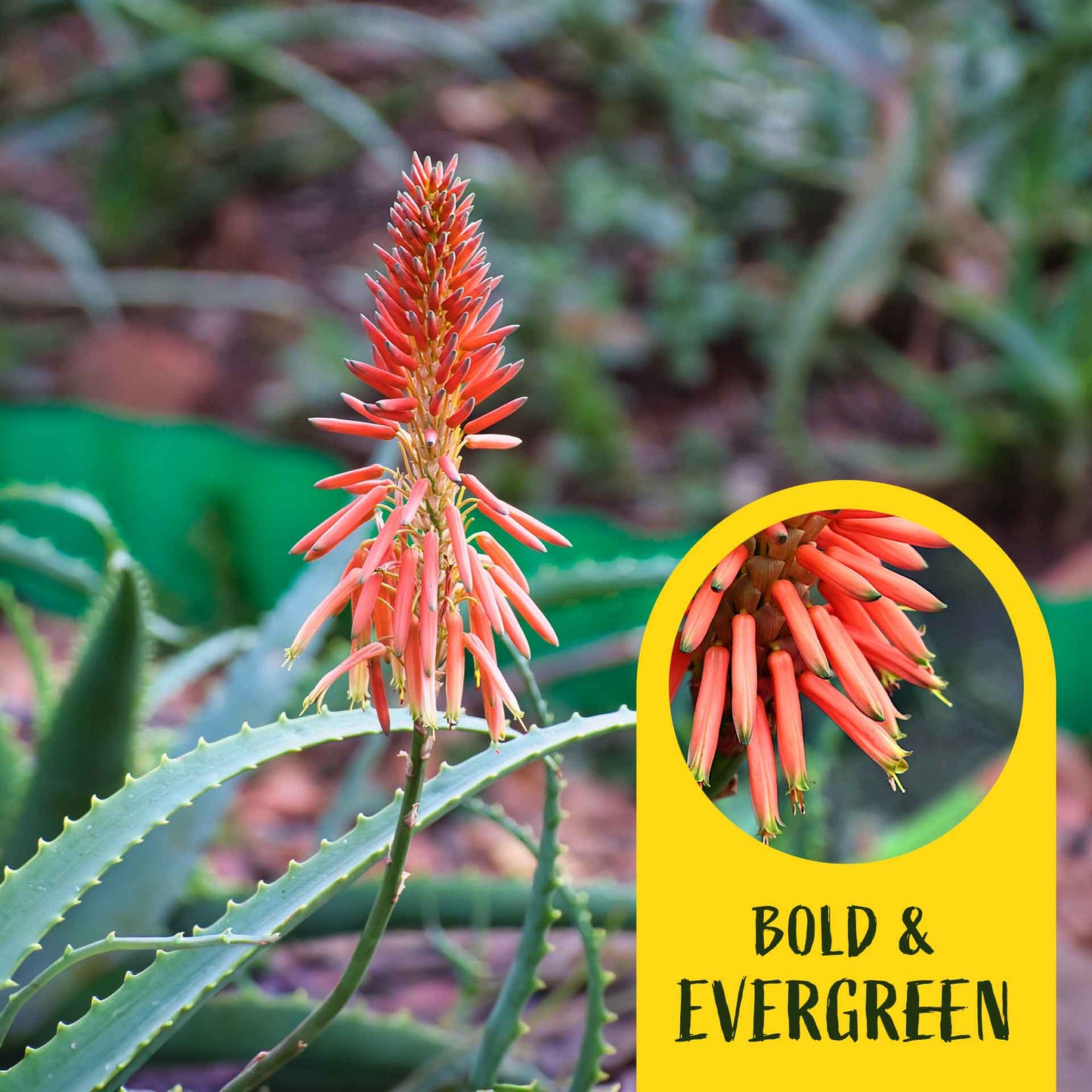 2 Aloe Blue Elf Succulents, Live Plants in 3.5" Cubes (Aloe 'Blue Elf') Compact Flowering Evergreen Succulent with Bright Orange Blooms