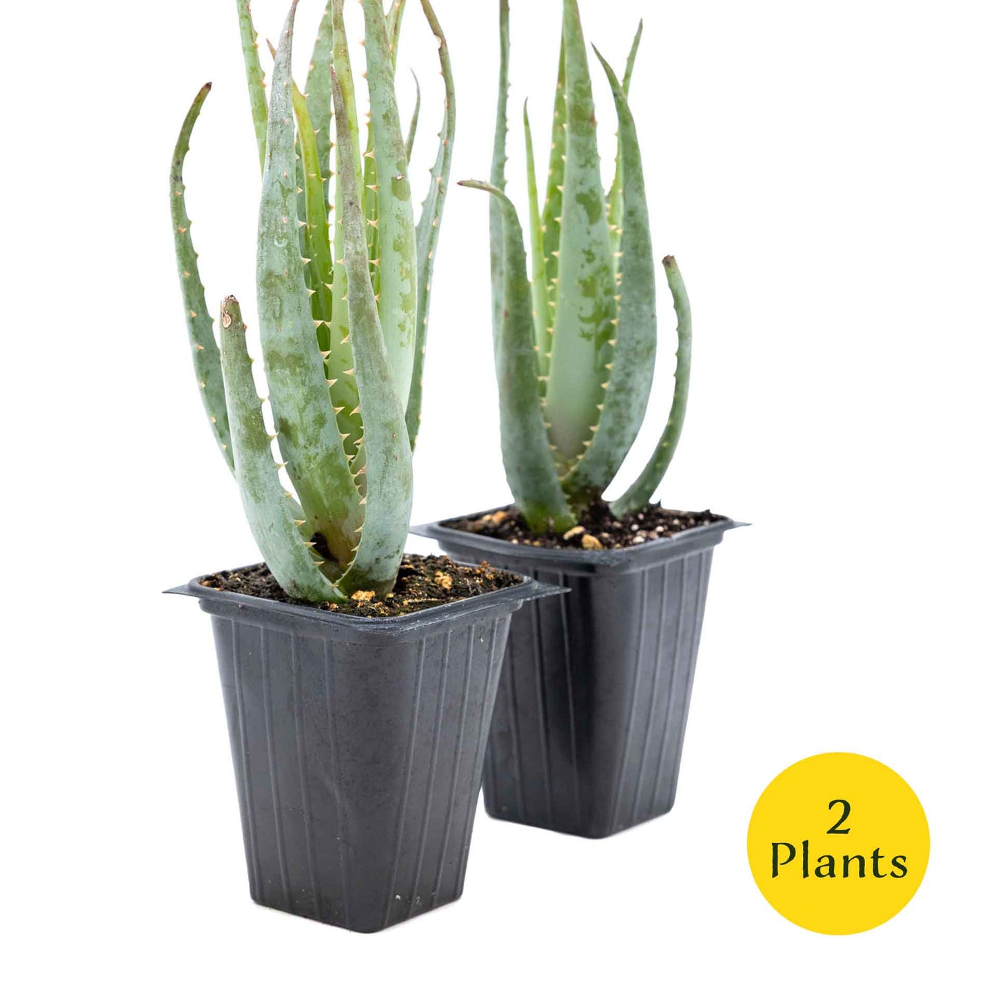 2 Aloe Blue Elf Succulents, Live Plants in 3.5" Cubes (Aloe 'Blue Elf') Compact Flowering Evergreen Succulent with Bright Orange Blooms